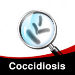 Tratamiento Individual contra Coccidiosis en Palomas 